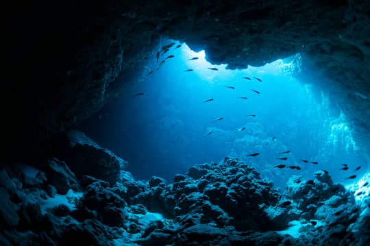 Connecting the Dots: Ocean Currents and Species Distribution