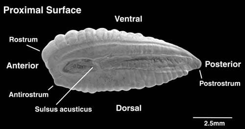 The Silent Storytellers: What Otoliths Reveal About Fish